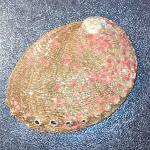 Abalone Shell - Picture 3 of 3
